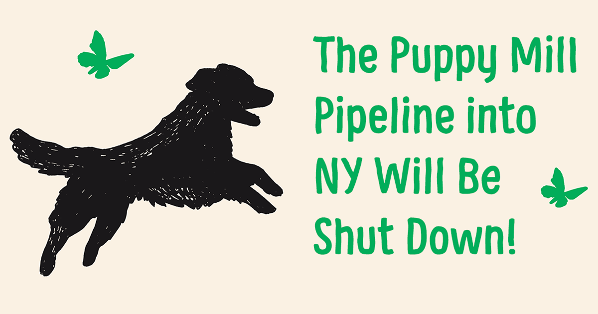 Puppy Mill Pipeline Bill to end dog, cat sales in New York pet stores