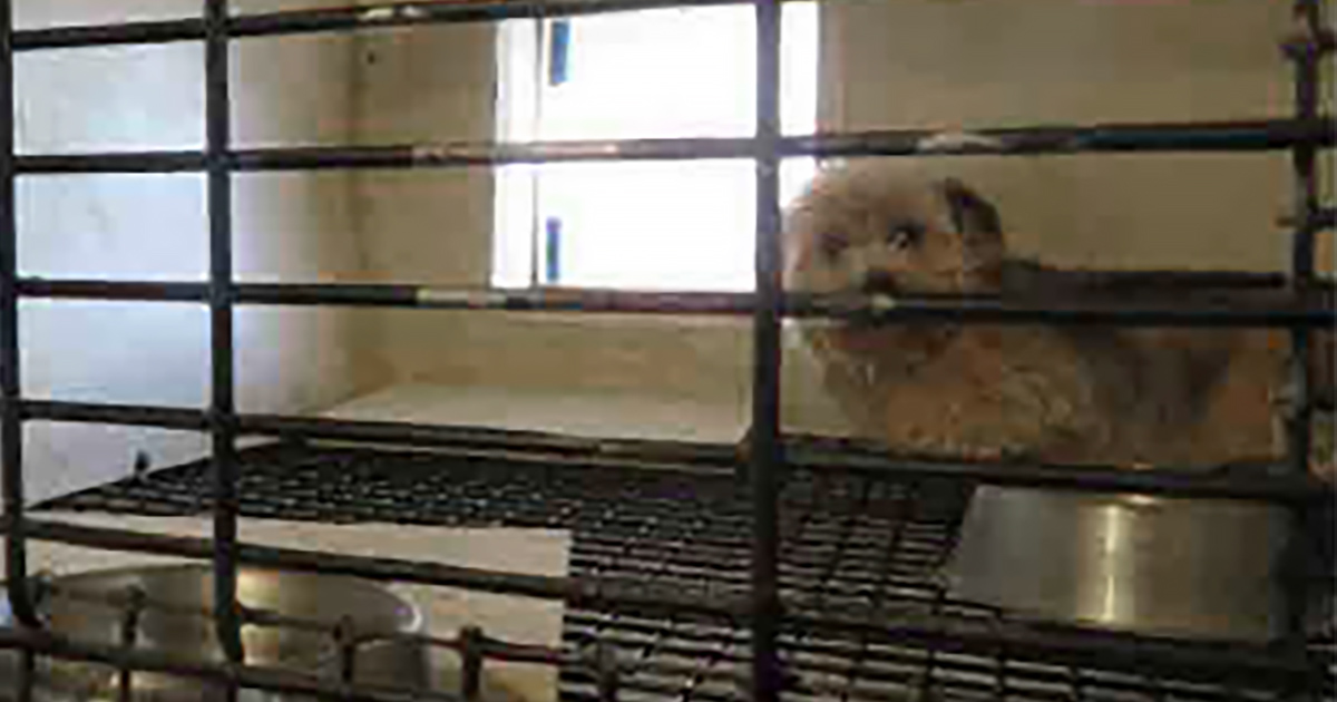 New Documentation of Florida Pet Stores Selling Cruelly Bred Puppies