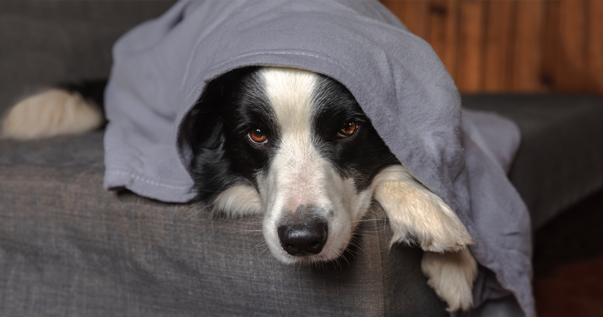 Weathering the Storm: How to Help Scared Pets During Storms | ASPCA