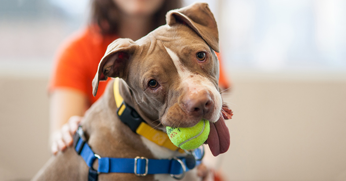 5 Actions You Can Take to Help Animals This GivingTuesday | ASPCA