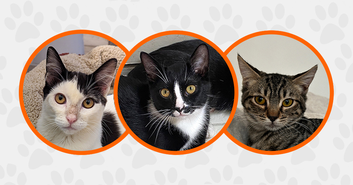 These Cats in Los Angeles Are Looking for Love! Will You Bring Them ...