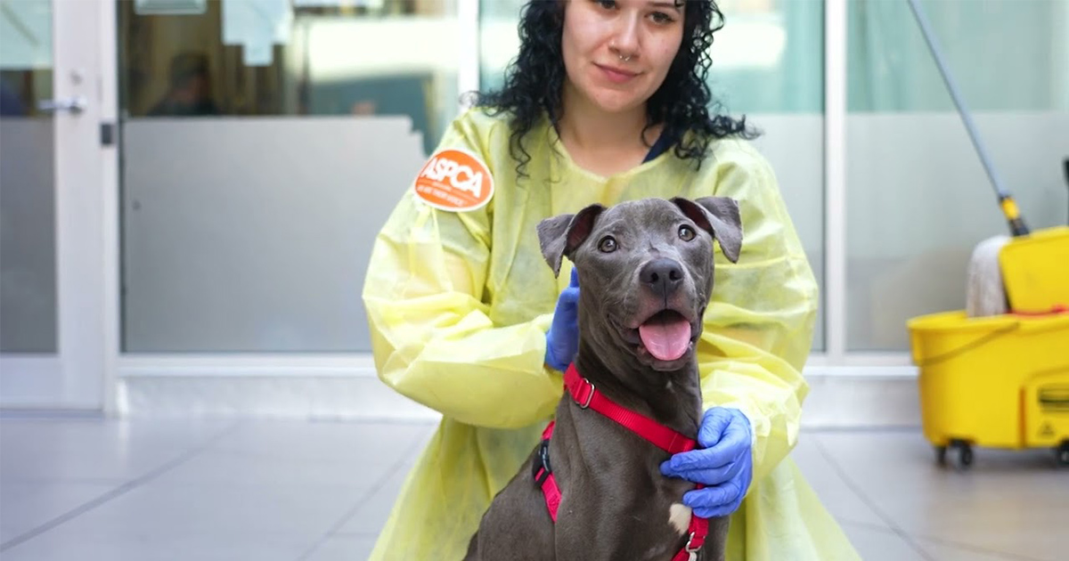 From Suffering to Serenity | ASPCA