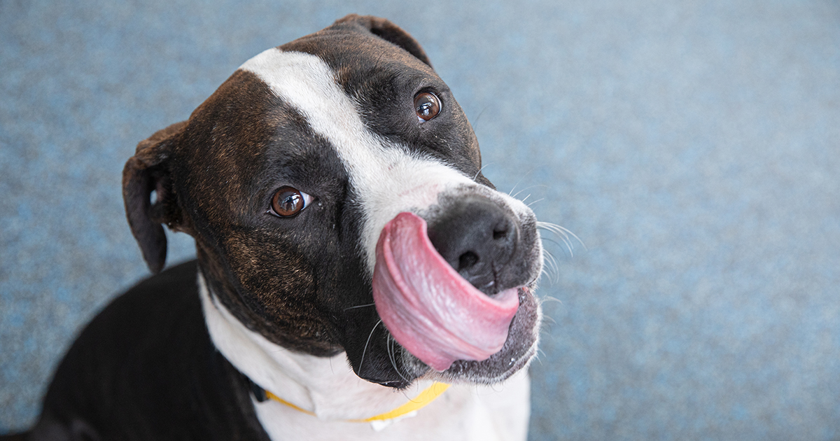 What Pet Toxins Could Be Lurking in Your Lunchbox? | ASPCA