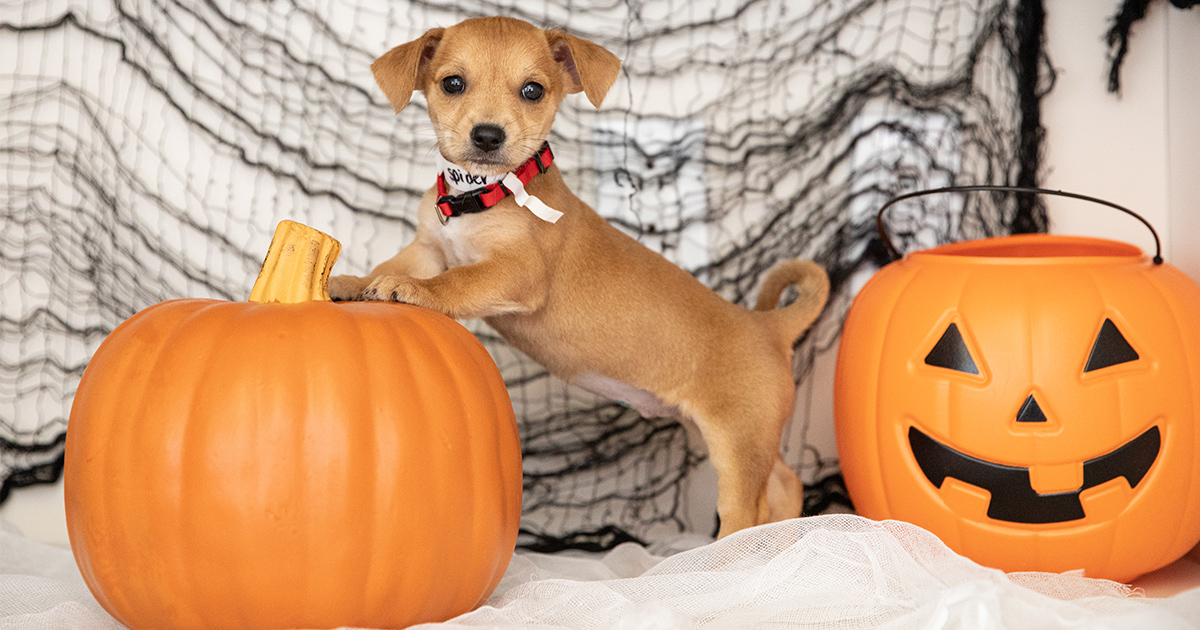 Don’t Let Your Pets Get Tricked by These Halloween Treats! | ASPCA