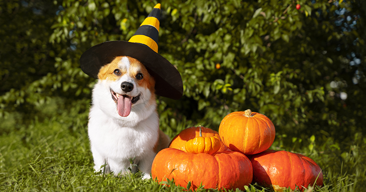 Don’t Get Tricked by These Pet Hazards This Halloween | ASPCA