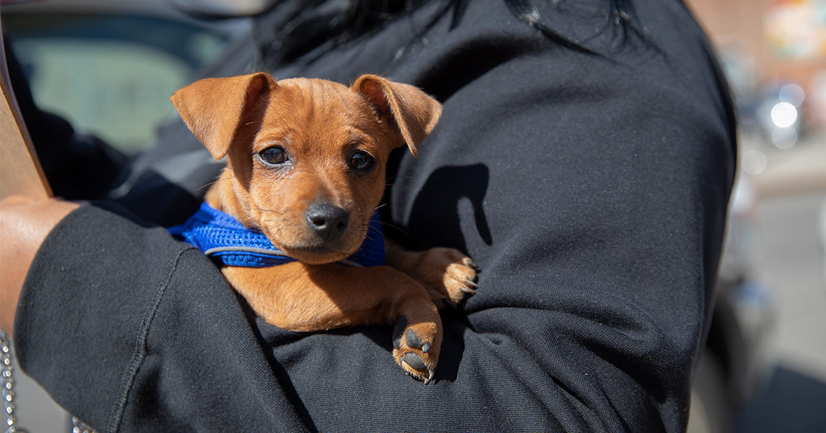 What It's Good To Maintain Your Pets Protected Throughout A Hurricane ...