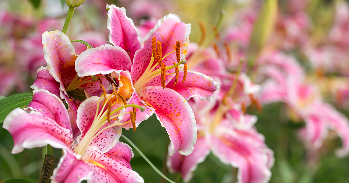 Which Lilies Are Toxic To Pets ASPCA