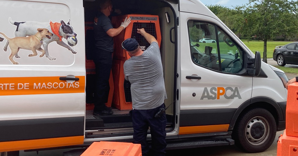 ASPCA Disaster Response: Assisting Animals Impacted By Hurricane Ida ...