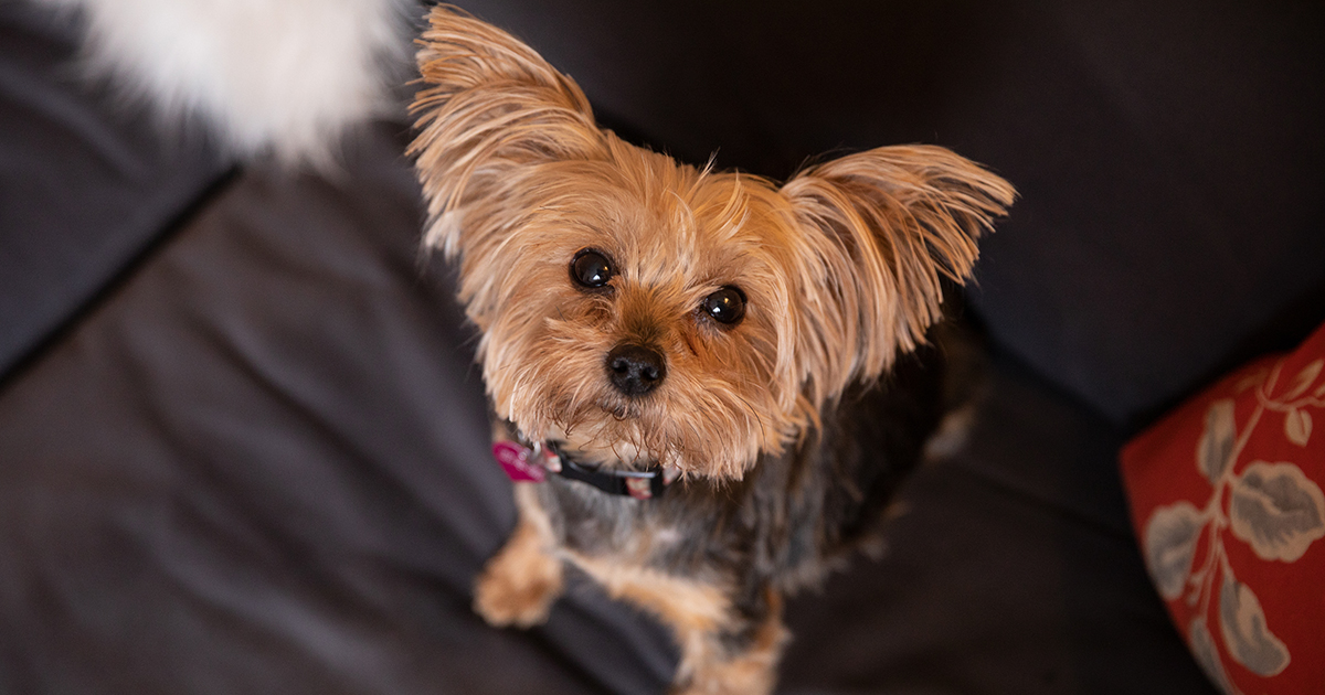 10-reasons-to-adopt-a-shelter-dog-aspca