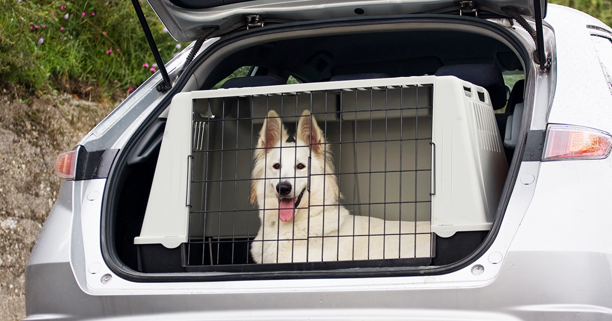 how do you transport a puppy in a car