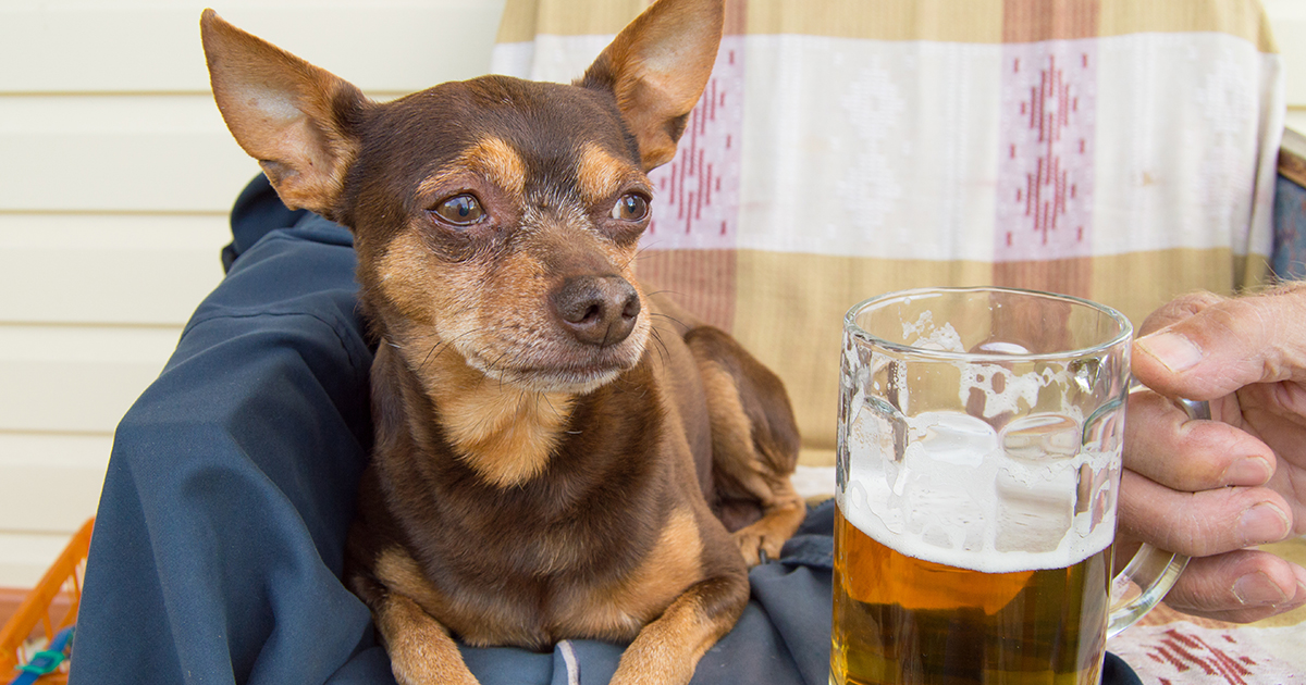 does dog beer get dogs drunk