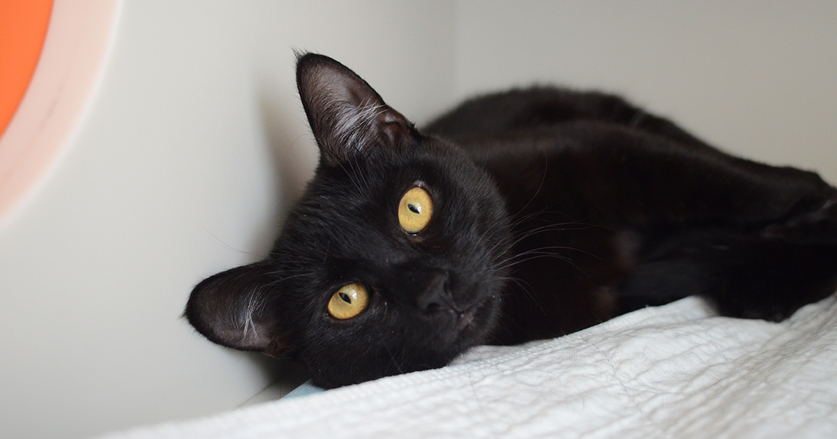 Black Cat Appreciation Day Is This Friday! | ASPCA
