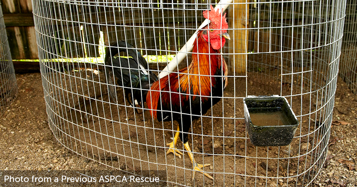 Aspca Assists With Removal Of More Than 200 Birds In Cockfighting Raid Aspca 