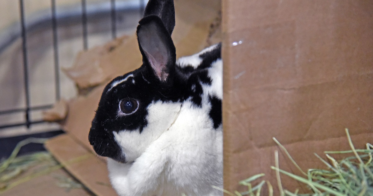 Case Closed for 340 Bunnies Rescued from Cruelty in ...