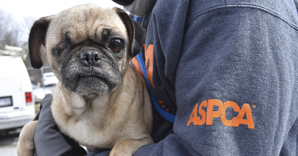 More Than 60 Neglected Dogs Rescued from Property in North Carolina | ASPCA