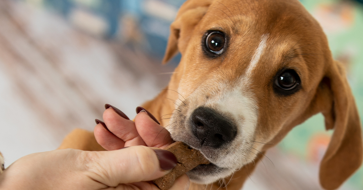 Is Today National Dog Biscuit Day