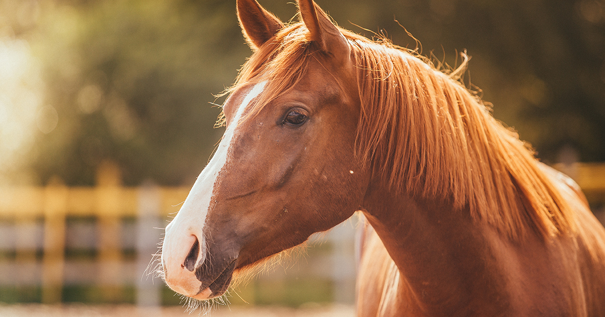 Exciting News for At-Risk Horses: The ASPCA Granted More than $1