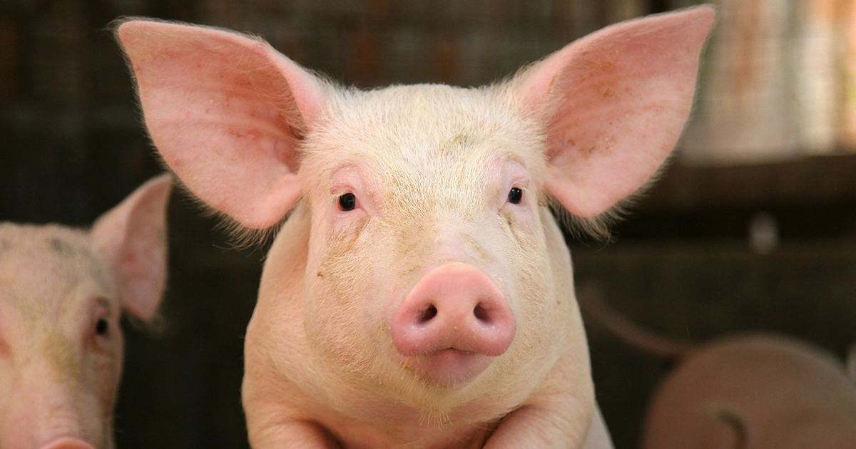 What’s Your Big Idea? ASPCA 2023 Fund To End Factory Farming Now ...