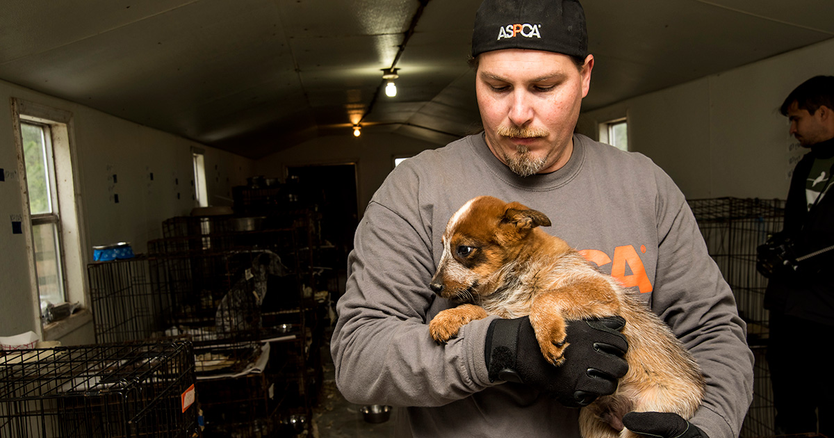 View Exclusive Photos From Our Largest Companion Animal Rescue Ever Aspca