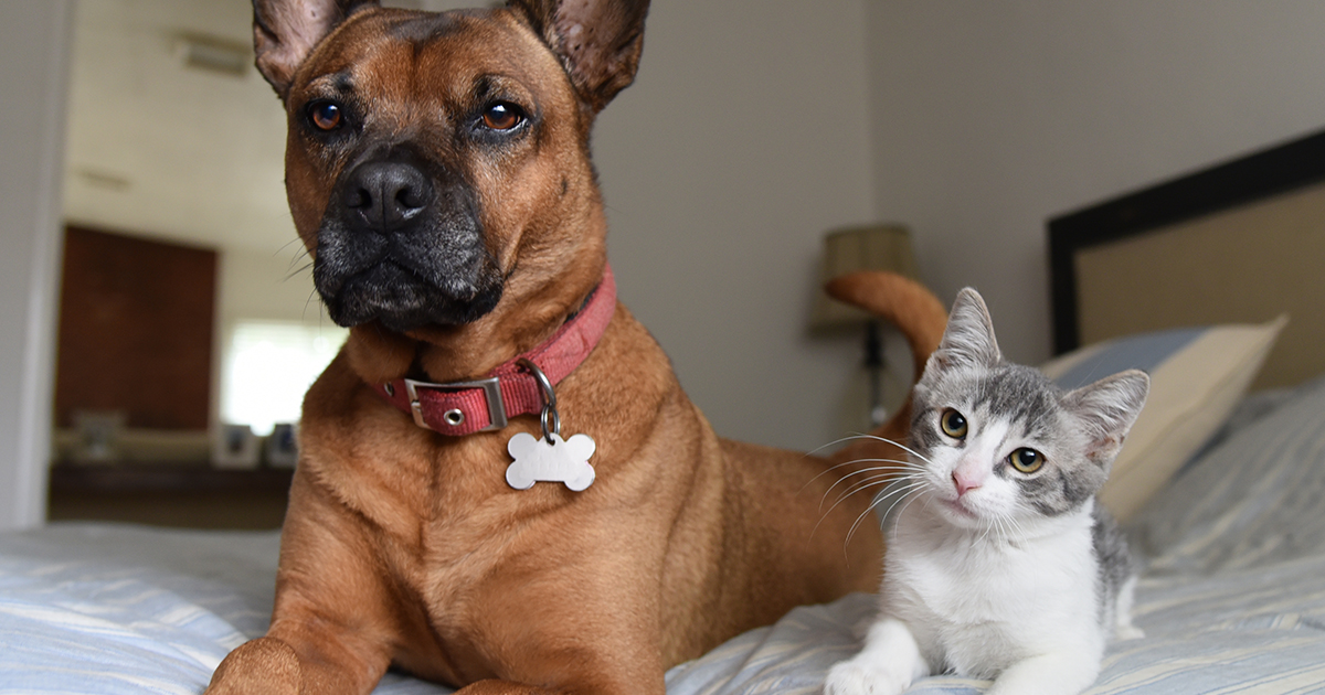 Debunking the Top 5 Most Common Animal Fostering Myths | ASPCA