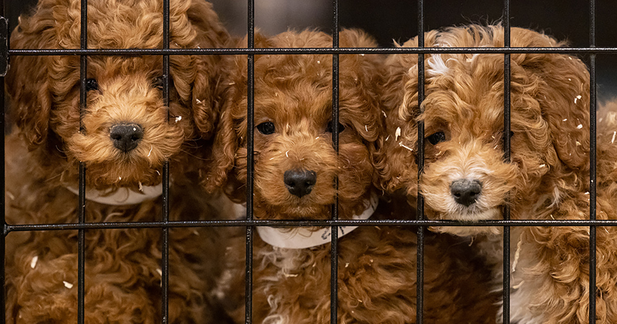 One Year Later: Inside Look into the Rescue of More Than 500 Puppy Mill ...