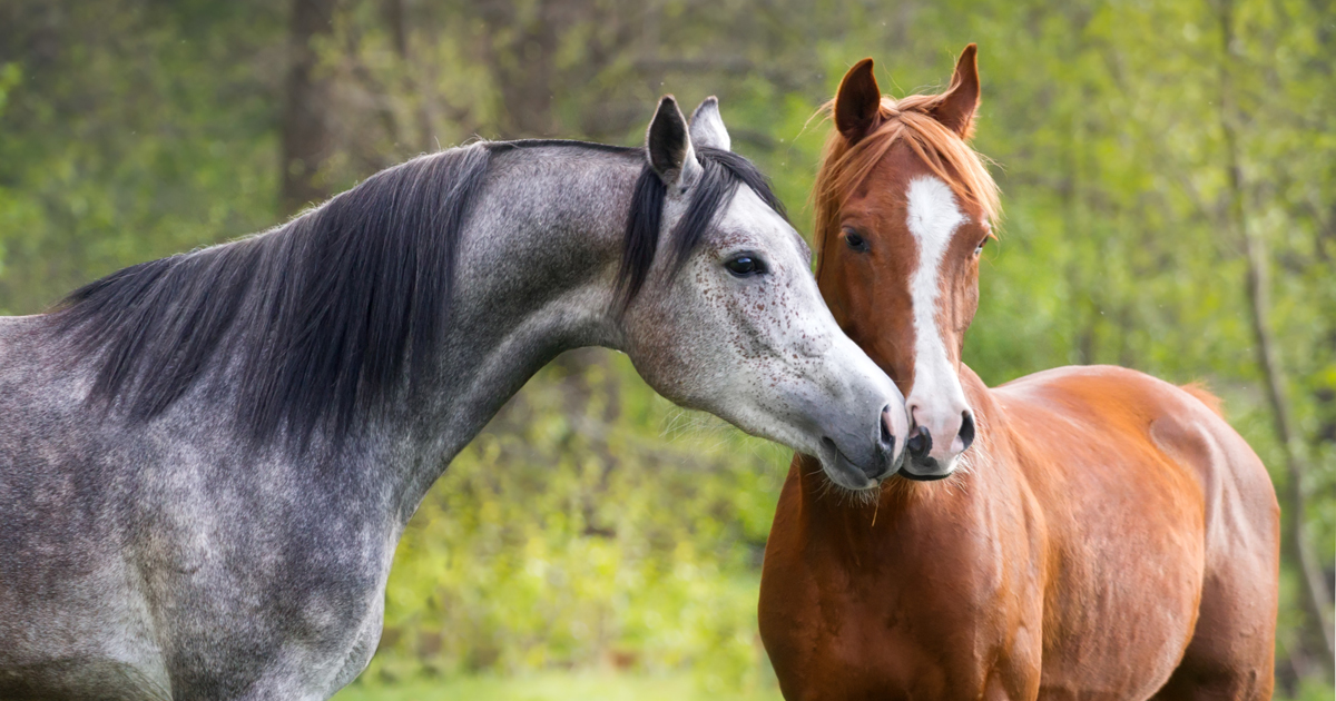 The ASPCA Grants $185,000 to Help Retired Racehorses | ASPCA