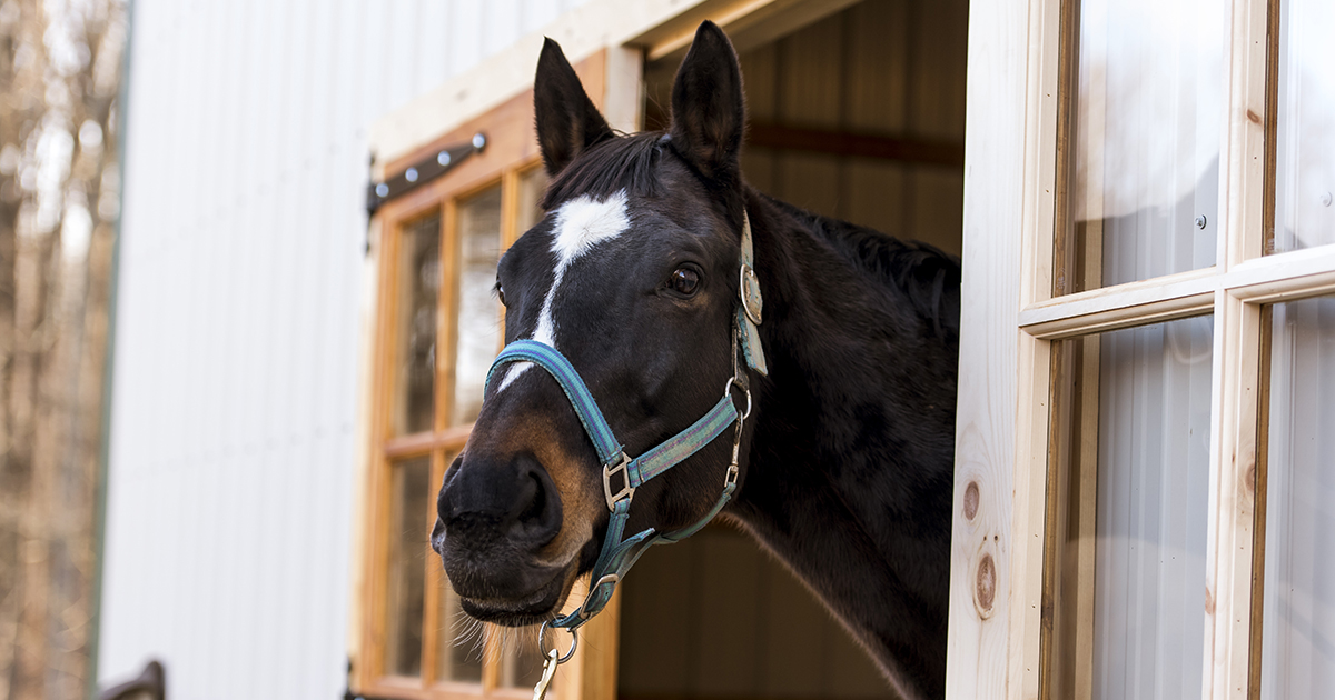 Announcing the Annual ASPCA Help a Horse Home Adoption Challenge! | ASPCA