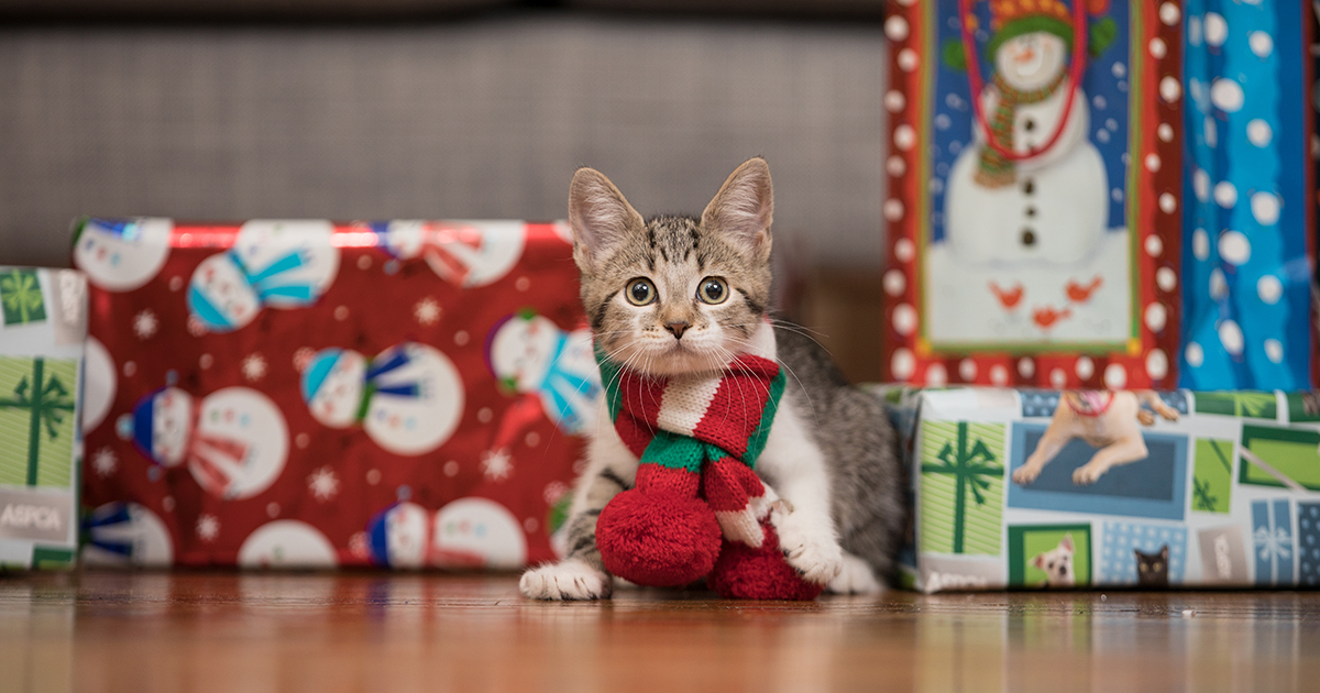 Top Ten Holiday Pet Hazards to Watch Out For | ASPCA