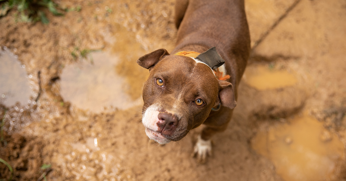 An Inside Look at Recent ASPCA Rescue of Nearly 600 Animals | ASPCA