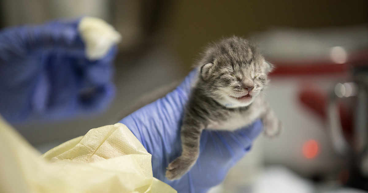 Gov. Brown Signs New Bill to Give California’s Kittens Second Chances ...