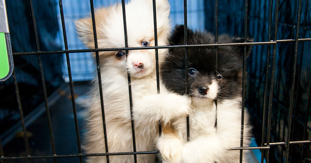 what happens to puppies at pet stores