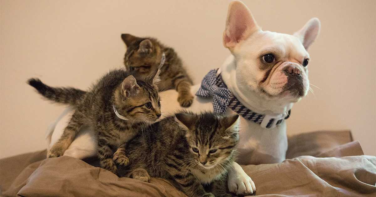 Nono The Nurturer Young Felines Find Unlikely Caregiver In French Bulldog Aspca