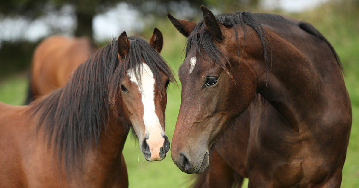 Progress in the Fight to Protect America’s Horses from Slaughter | ASPCA