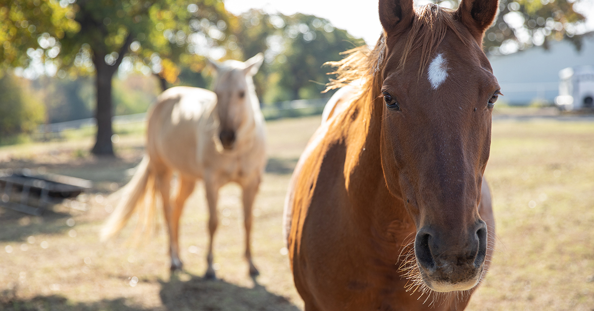 Equine Industry and Animal Welfare Orgs Team Up to Ban Horse Slaughter