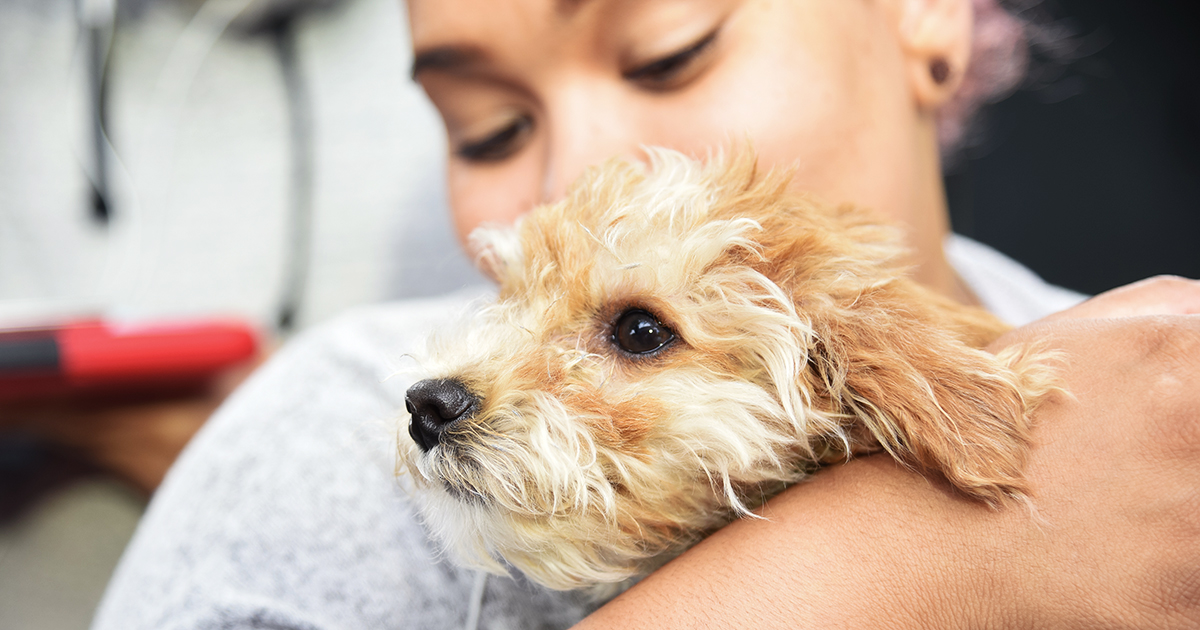 Video Sick Puppy Purchased From Nyc Pet Store Recovers With Aspca S Help Aspca