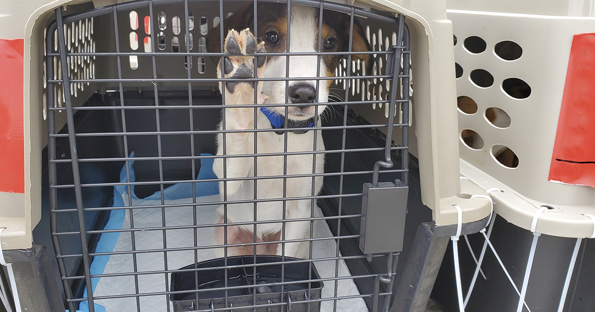 Wings Of Rescue And Aspca Help Evacuate 170 Animals Impacted By Winter Storms In Texas Aspca