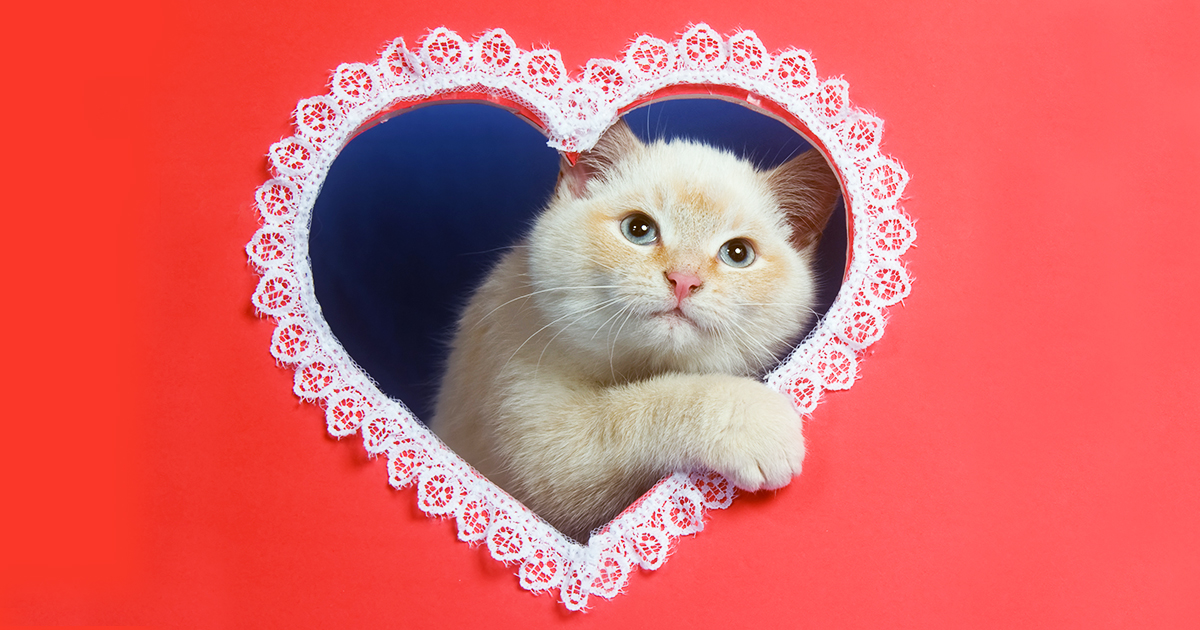 Keeping Pets Safe on Valentine’s Day | ASPCA