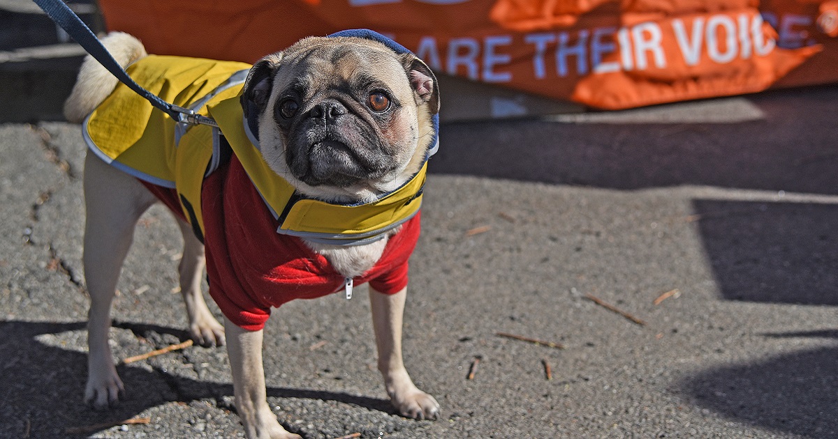 ASPCA Warms Up the South Bronx with Winter Coat Drive ASPCA