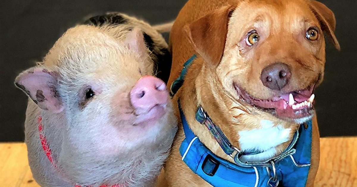 These Cutest Couples Photo Contest Winners Will Melt Your Heart Aspca