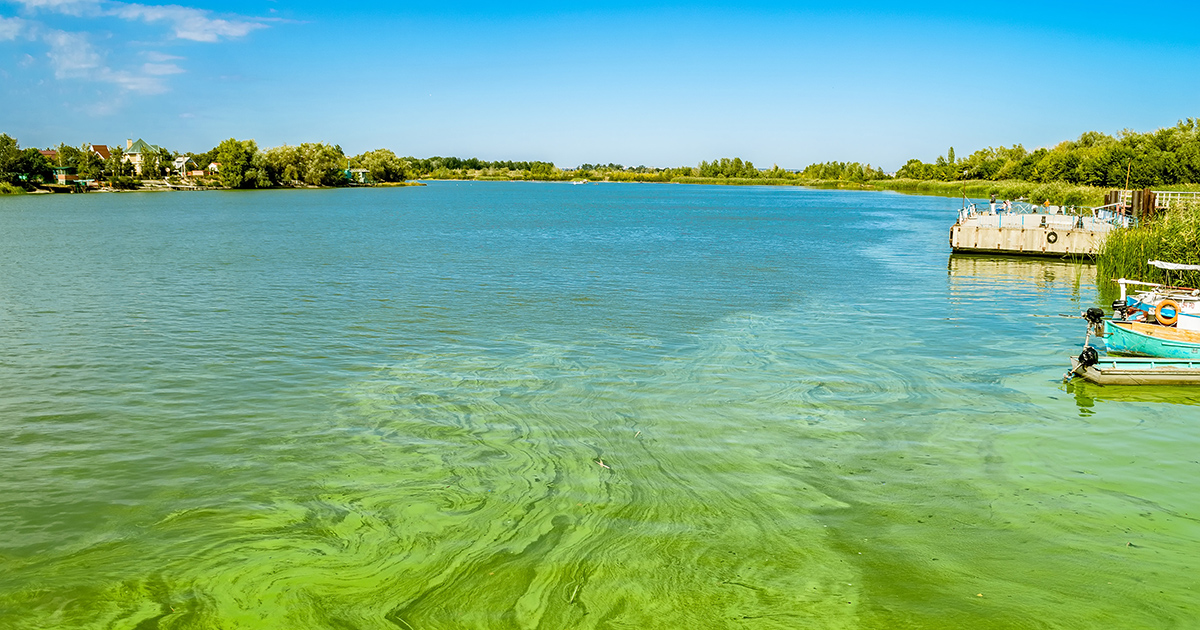 beware-signs-and-symptoms-of-blue-green-algae-intoxication-aspca