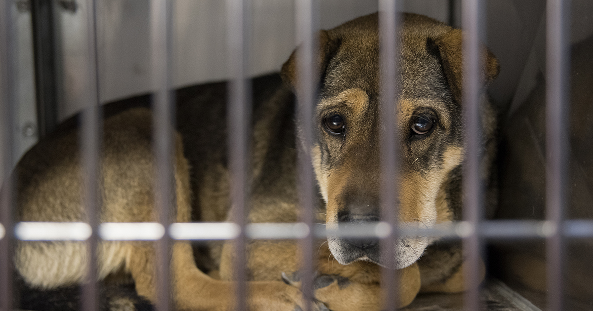 UPDATE: 100+ Animals Rescued from Failed Sanctuary Arrive at ASPCA