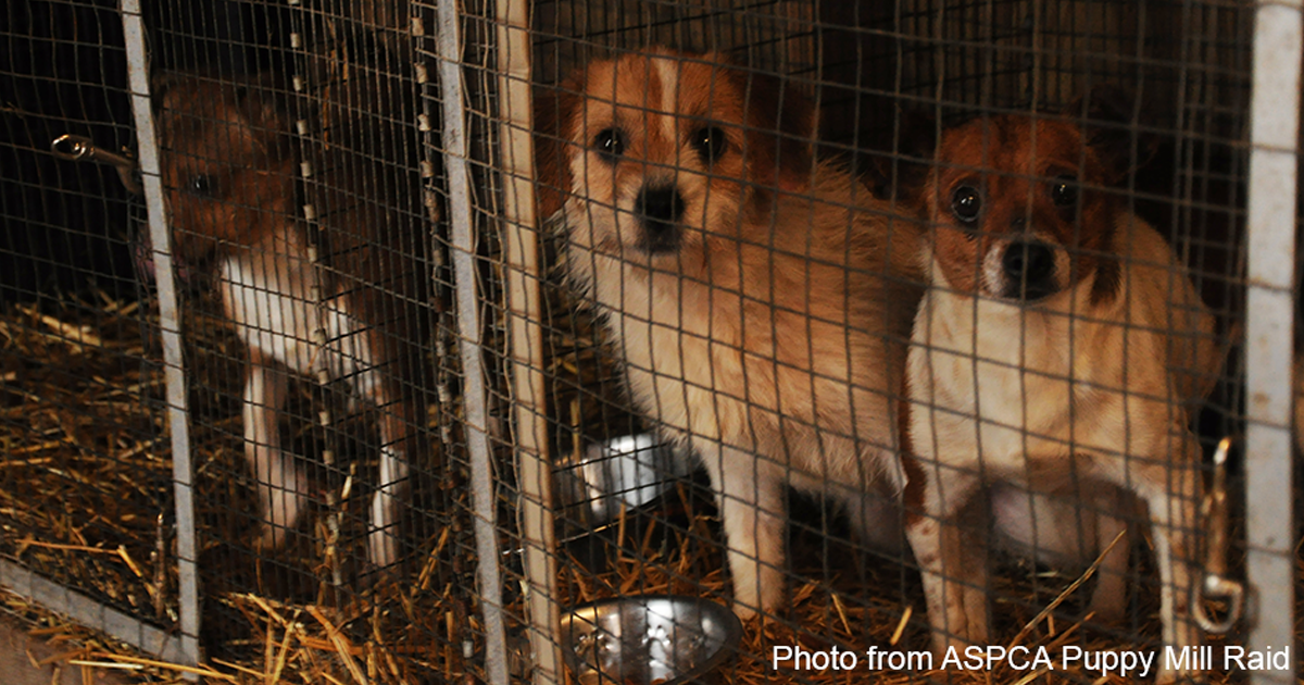 what is being done to stop puppy mills