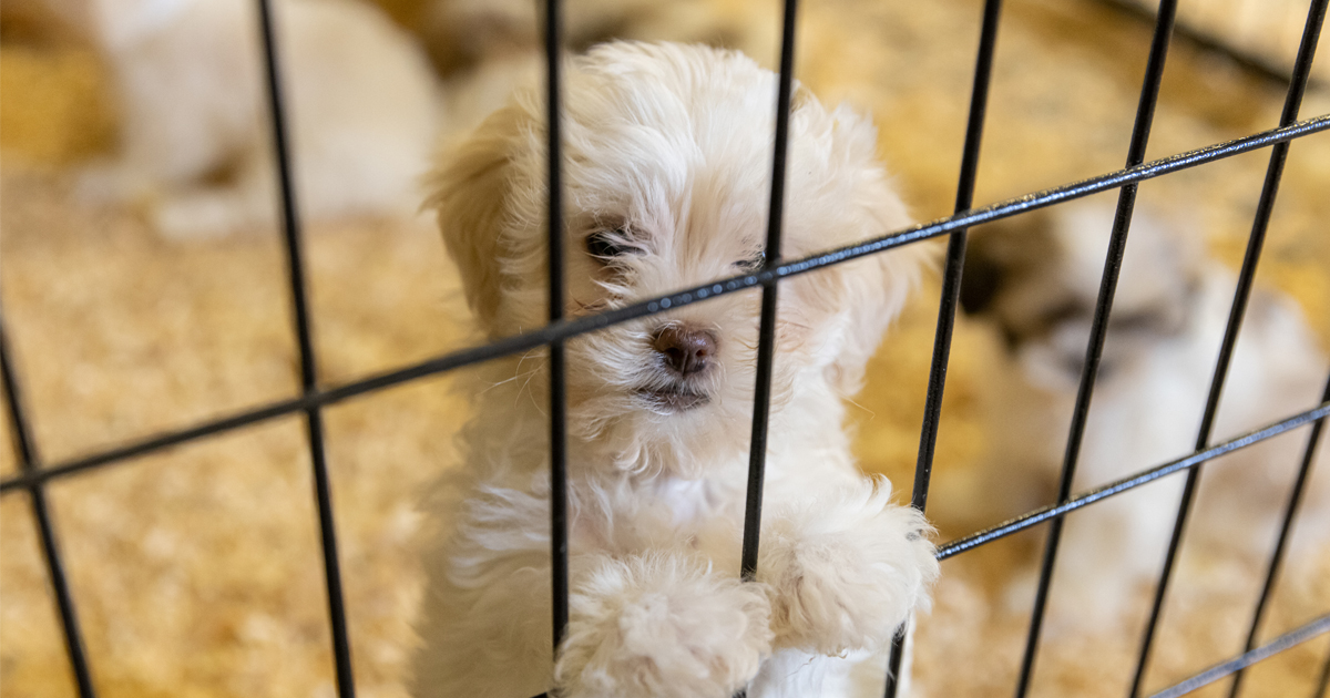 Two Years After the Rescue of 500 Puppy Mill Dogs, Has Anything Changed ...