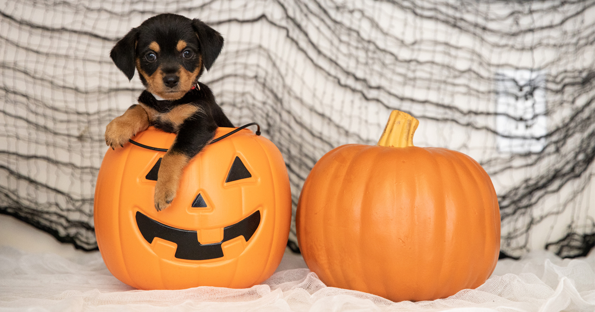 Your Guide to a Pet-Safe Halloween | ASPCA