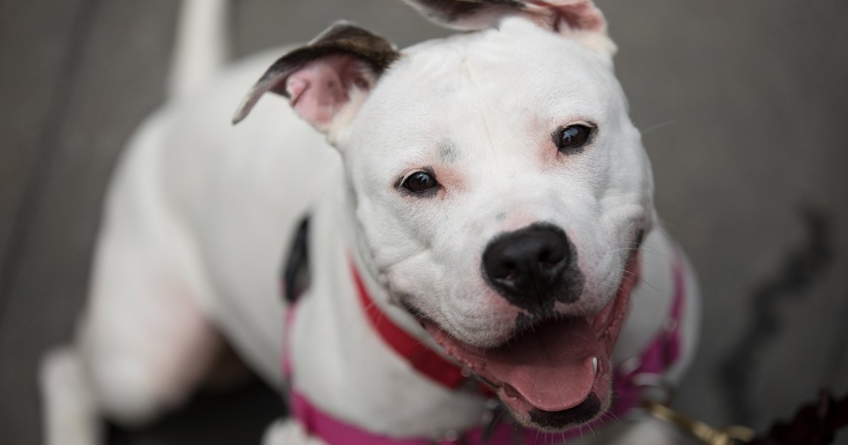 Worth the Wait: After a Sad Beginning, Tori Finds her Match | ASPCA