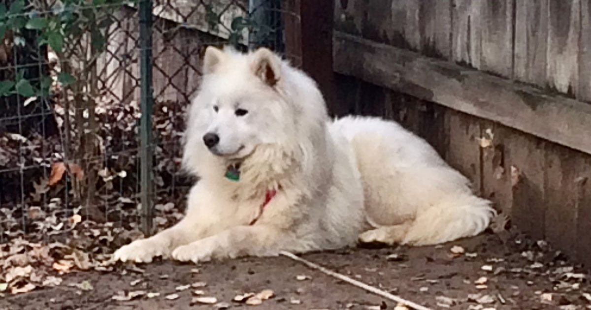 Samoyed best sale rescue society