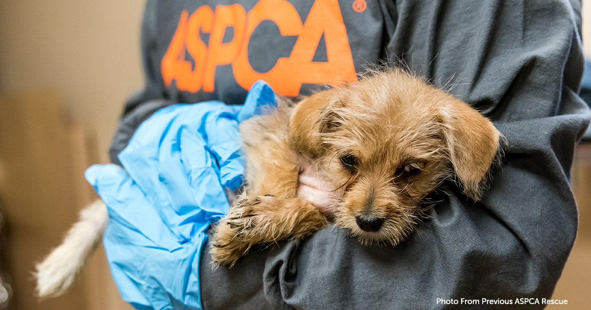 The ASPCA Assists in Rescuing Animals Displaced by California Mudslides