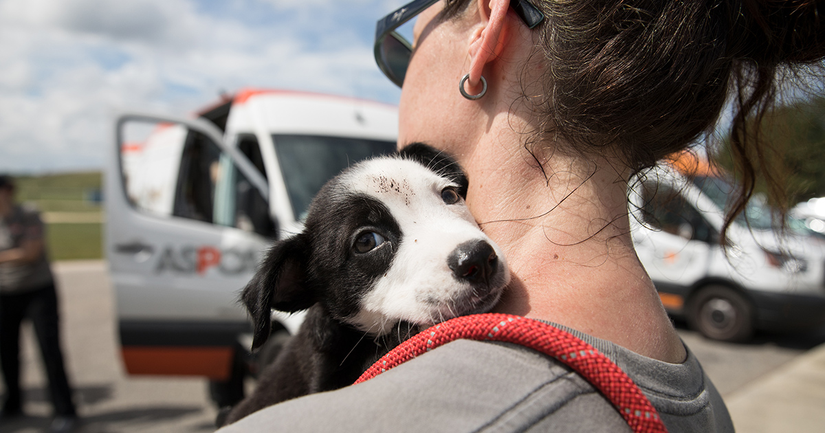 ASPCA Mobilizes to Provide Critical Support for Animals Impacted by ...