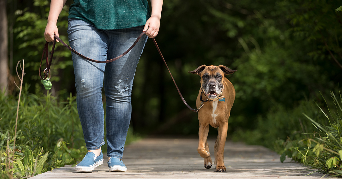 The Great Outdoors and Your Pet: Staying Safe and Environmentally ...