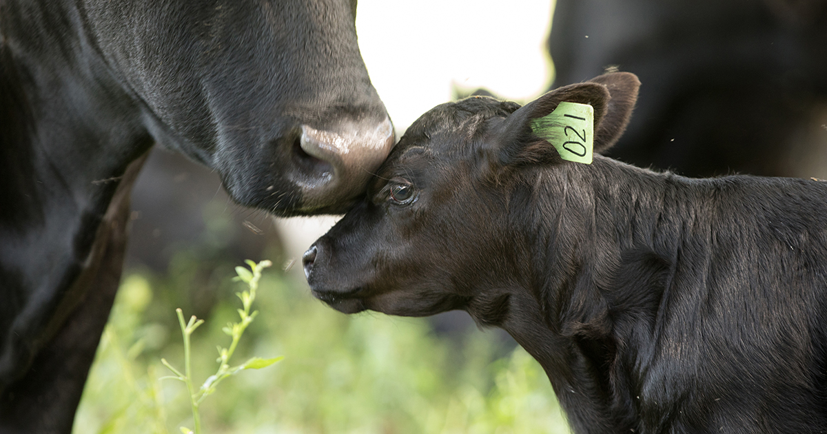 Your Food Choices Can Protect Animals from Suffering | ASPCA